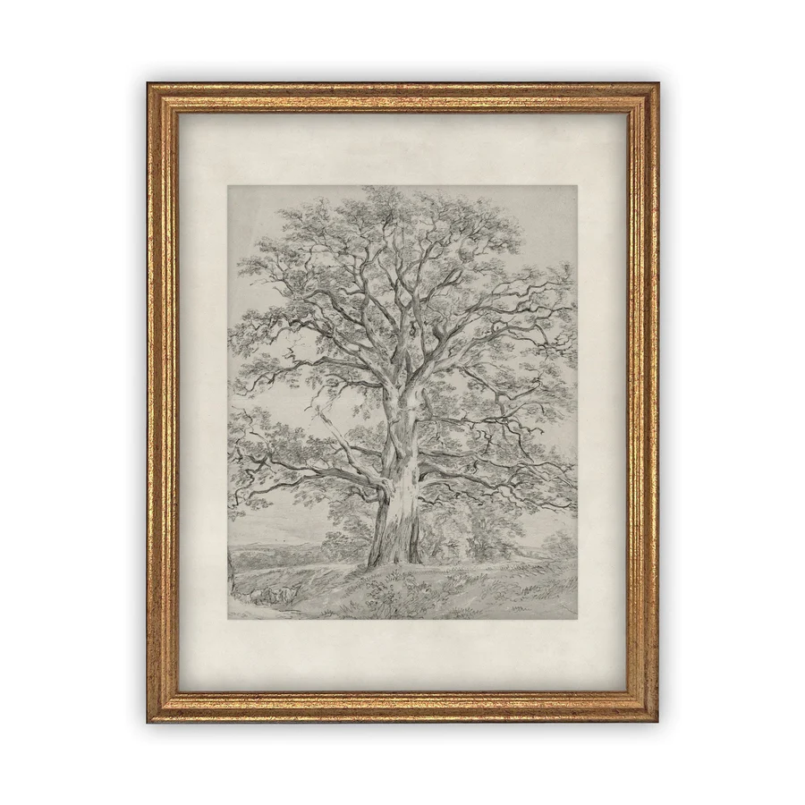 Oak Tree Sketch
