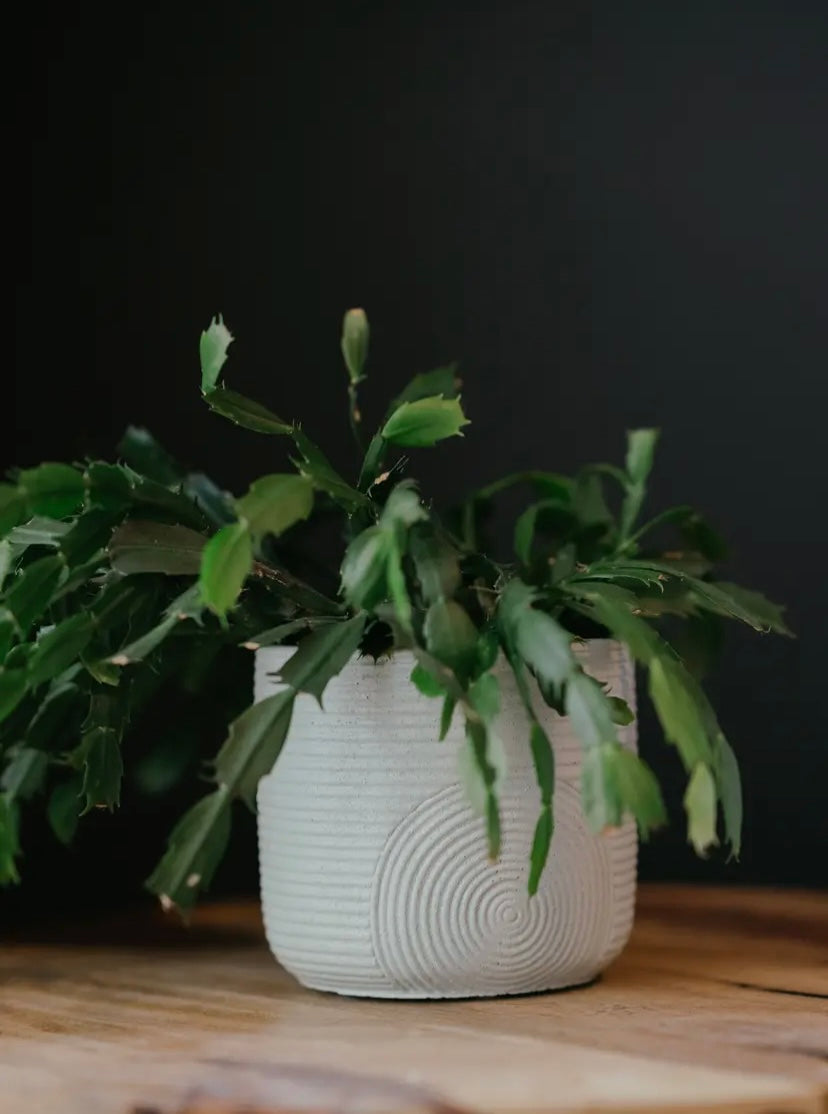 White textured planter with plant.